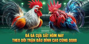 Đá Gà Cựa Sắt Hôm Nay – Theo Dõi Trận Đấu Đỉnh Cao Cùng QQ88
